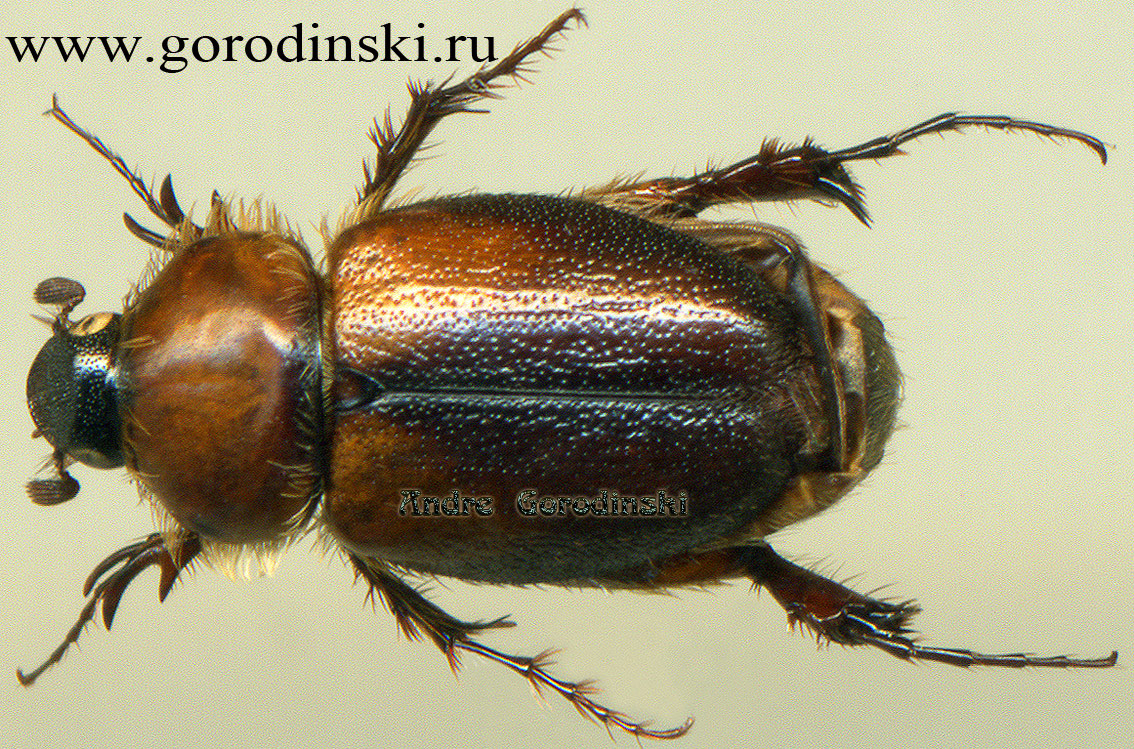 http://www.gorodinski.ru/scarabs/Tiamidema kabakovi.jpg